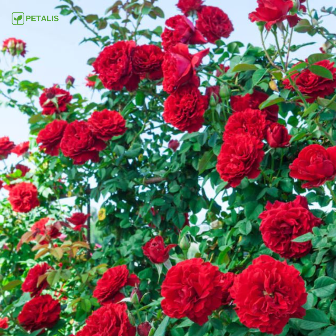 Semillas Petalis de flores para jardín