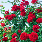 Semillas Petalis de flores para jardín